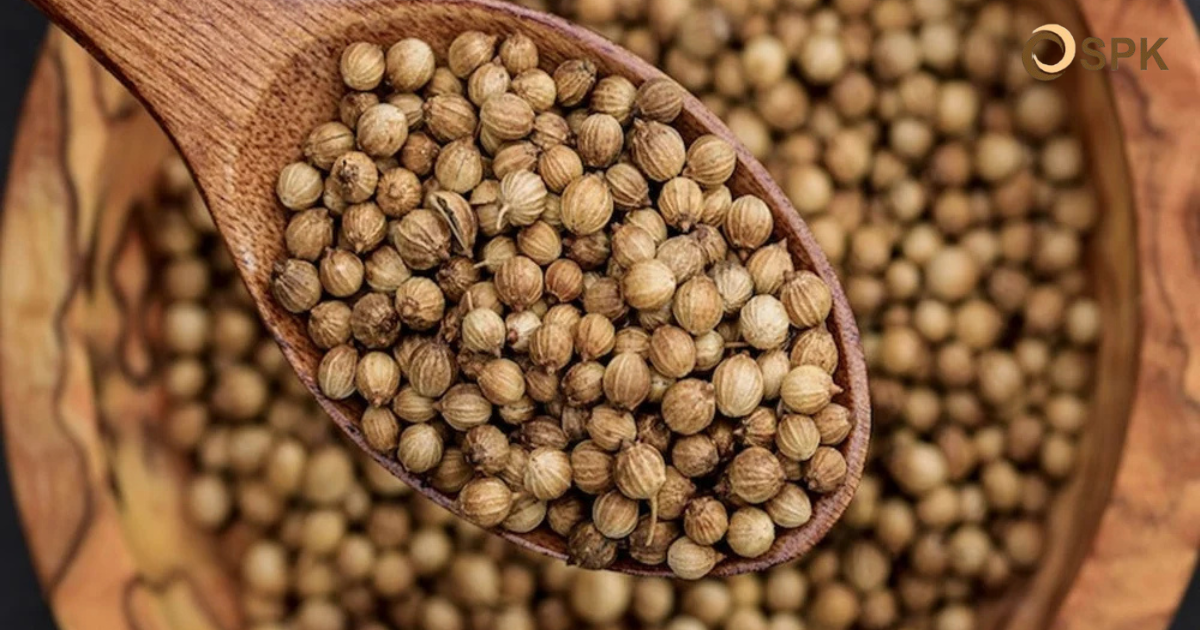 Let's Learn the Differences Between Pepper and Coriander - Coriander Photos