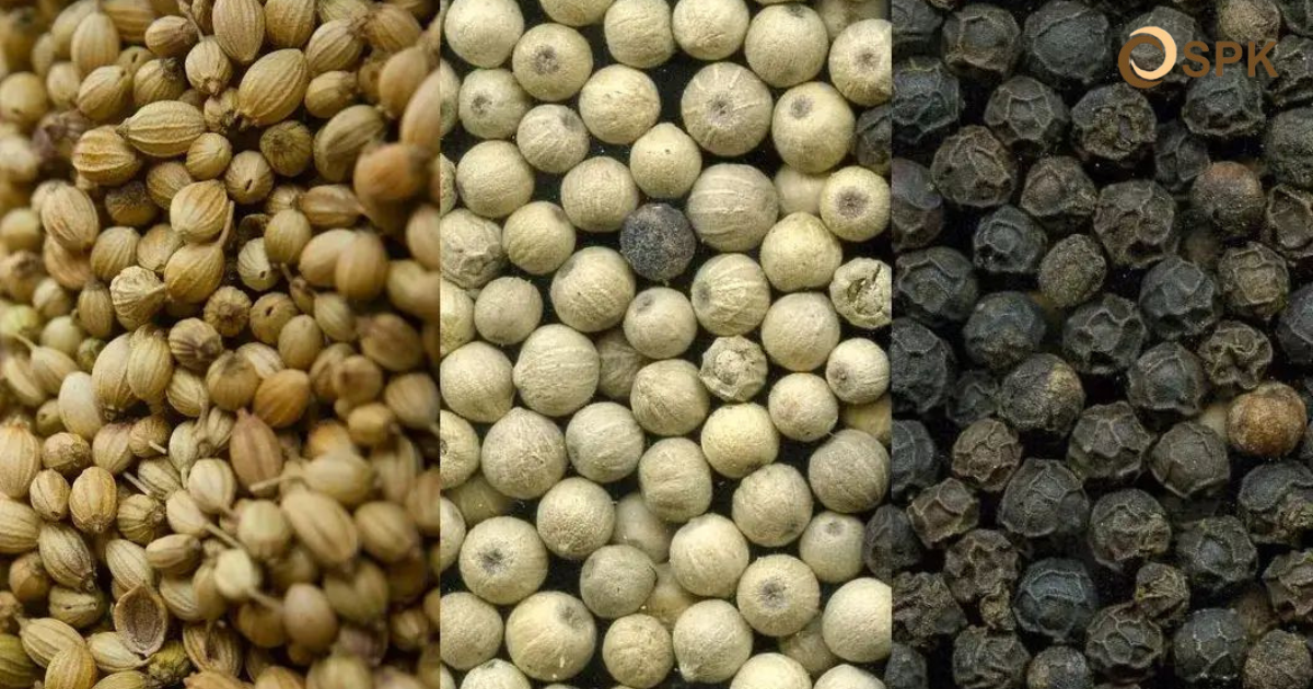 Let's Learn the Differences Between Pepper and Coriander - Comparison Table